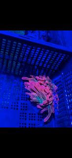 Entacmaea sunburst – Tepelanemoon, Dieren en Toebehoren, Ophalen