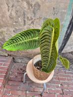Anthurium Veitchii p17 (11), Huis en Inrichting, Kamerplanten, Ophalen of Verzenden, Overige soorten, Minder dan 100 cm
