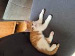 Boerderij kittens, Kater