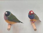 Koppel gouldamadines, Dieren en Toebehoren, Vogels | Overige Vogels, Meerdere dieren