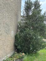 Olijfboom zeer mooi, Ophalen, Volle zon, Olijfboom, 100 tot 250 cm