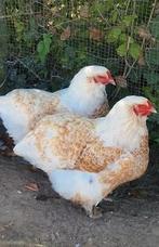 70 broedeieren verschillende kleurslagen Brahma groot., Dieren en Toebehoren, Pluimvee, Geslacht onbekend, Kip