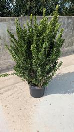 AANBIEDING!! Euonymus Green Spire Buxusvervanger, Tuin en Terras, Ophalen, Overige soorten, Minder dan 100 cm