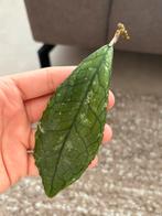 Hoya Undulata x Finlaysonii Kruising Stekje [1], Huis en Inrichting, Kamerplanten, Ophalen of Verzenden
