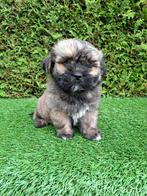 Zeer mooie speelse boomer pups., Overige rassen, CDV (hondenziekte), 8 tot 15 weken, Meerdere