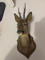 Opgezette hertenkop, Ophalen, Gebruikt, Wild dier, Opgezet dier