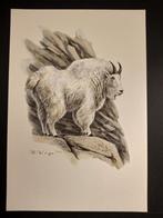 Sneeuwgeit, Verzenden, 1980 tot heden, Zo goed als nieuw, Dier