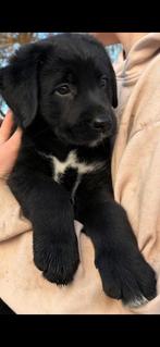 Wegens annulering  nog 1 lieve boulab pup beschikbaar, 8 tot 15 weken, Labrador retriever, Meerdere, Meerdere dieren