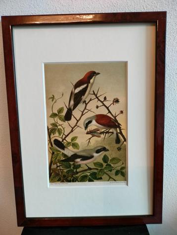 Chromolitho Litho A. Haase Praag Vogels Vogel Birds 1888 beschikbaar voor biedingen