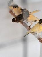 kanaries harlekijn jonge 2025, Meerdere dieren, Tropenvogel