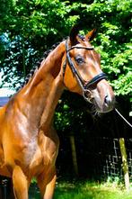 4-jarige zadelmakke ruin (Fynch Hatton x Johnson), Dieren en Toebehoren, Paarden, 175 cm of meer, Gechipt, Ruin, Dressuurpaard