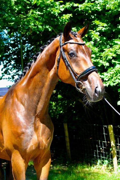 4-jarige zadelmakke ruin (Fynch Hatton x Johnson), Dieren en Toebehoren, Paarden, Ruin, Zadelmak, 175 cm of meer, 3 tot 6 jaar