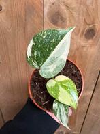 Monstera thai constellation plant cream creme variegata wit, Ophalen of Verzenden