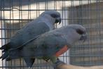 Voor Zuid-Amerikaanse/Afrikaanse parkieten/papegaaien., Dieren en Toebehoren, Meerdere dieren, Papegaai