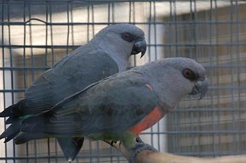Voor Zuid-Amerikaanse/Afrikaanse parkieten/papegaaien. beschikbaar voor biedingen