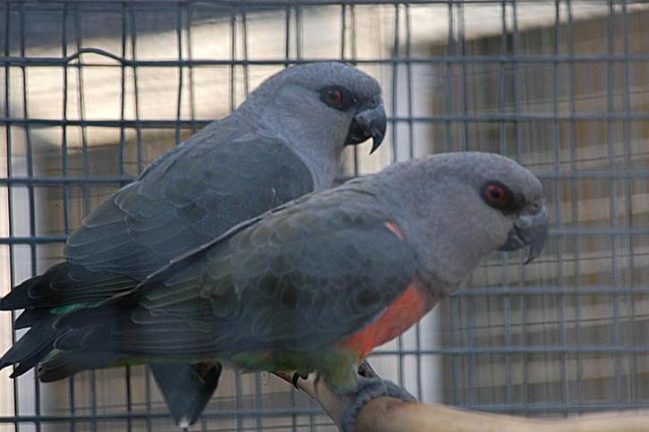 Voor Zuid-Amerikaanse/Afrikaanse parkieten/papegaaien., Dieren en Toebehoren, Vogels | Parkieten en Papegaaien, Papegaai, Meerdere dieren