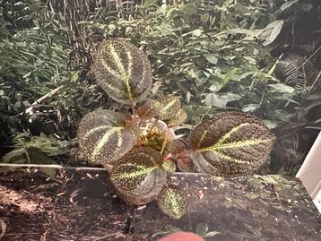 Sonerila Tuber beschikbaar voor biedingen