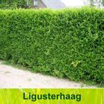 Liguster Ovalifolium, Ophalen, Liguster, Haag, Minder dan 100 cm