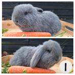 Mooi nestje franse hangoren, Dieren en Toebehoren, Konijnen, Meerdere dieren