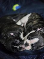 Franse bulldog, 15 weken tot 1 jaar, CDV (hondenziekte), Teef, Bulldog