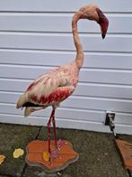 Volwassen opgezette Flamingo op houten schild + meer vogels., Ophalen of Verzenden, Zo goed als nieuw, Opgezet dier