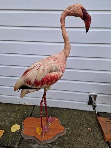 Volwassen opgezette Flamingo op houten schild + meer vogels. beschikbaar voor biedingen