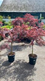 Japanse esdoorn garnet en tamukeyama, Tuin en Terras, Ophalen, Halfschaduw, Overige soorten