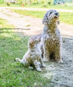 F4 labradoodle pup, Dieren en Toebehoren, Rabiës (hondsdolheid), 8 tot 15 weken, Labrador retriever, Meerdere dieren