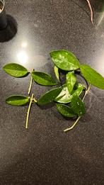 Hoya Dasyantha, Ophalen of Verzenden, Halfschaduw, Minder dan 100 cm