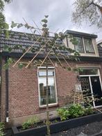 Leilinden, Leiamberbomen, leibeuk leisierpeer enzovoort, Tuin en Terras, Planten | Bomen, 250 tot 400 cm, Leiboom, Ophalen of Verzenden