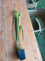 Grote vleesetende planten te koop, Tuin en Terras, Planten | Tuinplanten, Ophalen of Verzenden