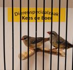 Koppeltje tijgervinken, Meerdere dieren