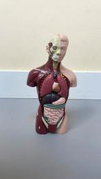 Medisch Schaalmodel Torso, Ophalen of Verzenden