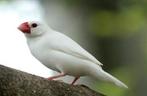 Koppel witte rijstvogels., Dieren en Toebehoren, Meerdere dieren, Geringd