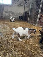 Dwerg geit bokjes, Dieren en Toebehoren, Schapen, Geiten en Varkens, Mannelijk, Geit, 0 tot 2 jaar