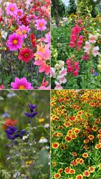 Eenjarige (pluk)zomerbloeiers - 1 euro p.s. - Schone planten, Volle zon, Eenjarig, Zomer, Ophalen