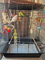 Parkieten met kooi, Dieren en Toebehoren, Vogels | Hokken en Kooien, Ophalen, Zo goed als nieuw, Metaal, Vogelkooi