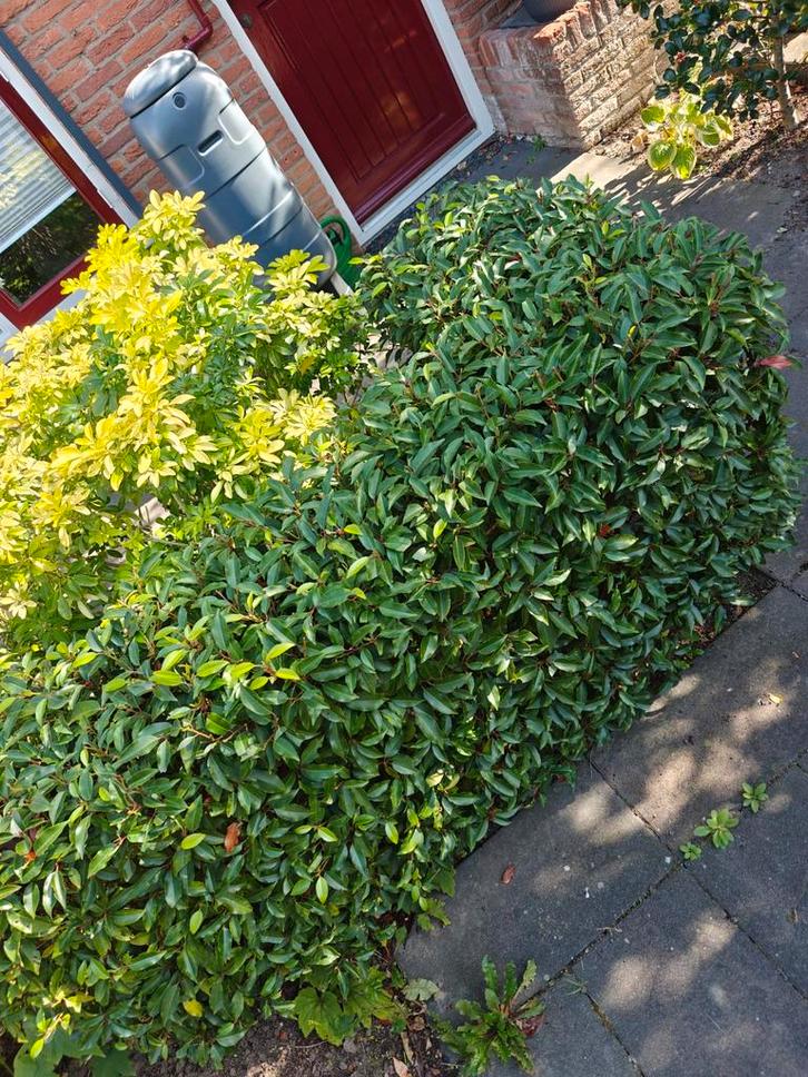 Portugese Laurier 'L' vorm (2 stuks), Tuin en Terras, Planten | Struiken en Hagen, Laurier, 100 tot 250 cm, Ophalen
