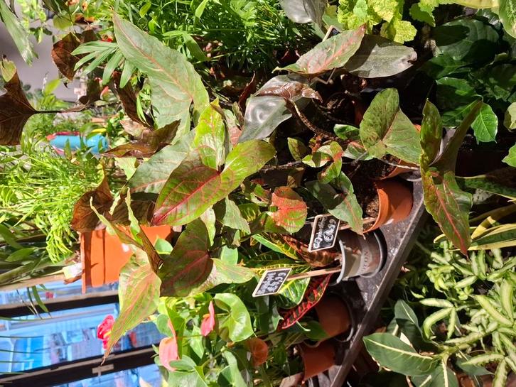 Cyrtosperma Johnstonii (Alocasia Black Jack), Huis en Inrichting, Kamerplanten, Overige soorten, Minder dan 100 cm, Groene kamerplant