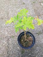 Citroen geranium, Huis en Inrichting, Kamerplanten, Ophalen of Verzenden, Overige soorten, Minder dan 100 cm