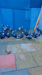 Duiven te koop, Dieren en Toebehoren, Vogels | Duiven, Meerdere dieren, Overige soorten