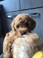 Dwergpoedel pups teefjes abrikoos, Poedel, 8 tot 15 weken, Teef, Meerdere