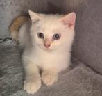 Lief en zeer sociale brits korthaar kitten 🩵🩵, Dieren en Toebehoren, Katten en Kittens | Raskatten | Korthaar, Meerdere dieren