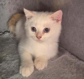 Lief en zeer sociale brits korthaar kitten 🩵🩵 beschikbaar voor biedingen