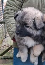 Middenslag keeshond pups, Keeshond, 8 tot 15 weken, Meerdere dieren, Eén hond