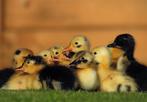 🐣Kleine schattige eenden kuikentjes te koop 🐥, Meerdere dieren, Eend