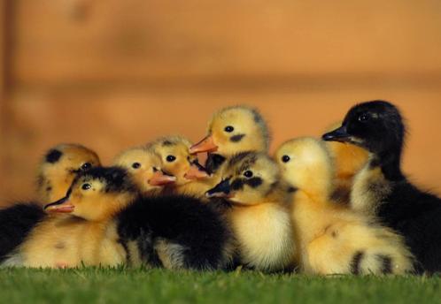 🐣Kleine schattige eenden kuikentjes te koop 🐥, Dieren en Toebehoren, Pluimvee, Eend, Meerdere dieren