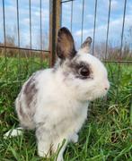 Cornetto zoekt een huisje! (Gecastreerd en Gevaccineerd), Dieren en Toebehoren, Konijnen, Mannelijk, Klein, 0 tot 2 jaar