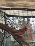 Rode kardinaalen, Dieren en Toebehoren, Vogels | Overige Vogels, Mannelijk, Geringd