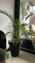 Beautiful floor pot Palm house plant, Ophalen, Halfschaduw, Minder dan 100 cm